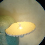 DSC02530