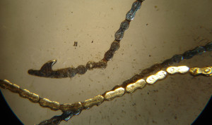 catena conoide1