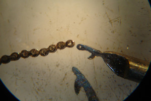 catena conoide22