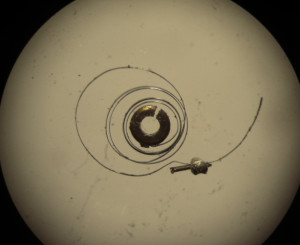 Spirale Invicta
