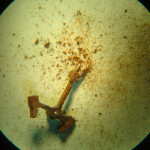 hebancre