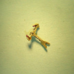 hebancre11