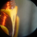 DSC07906