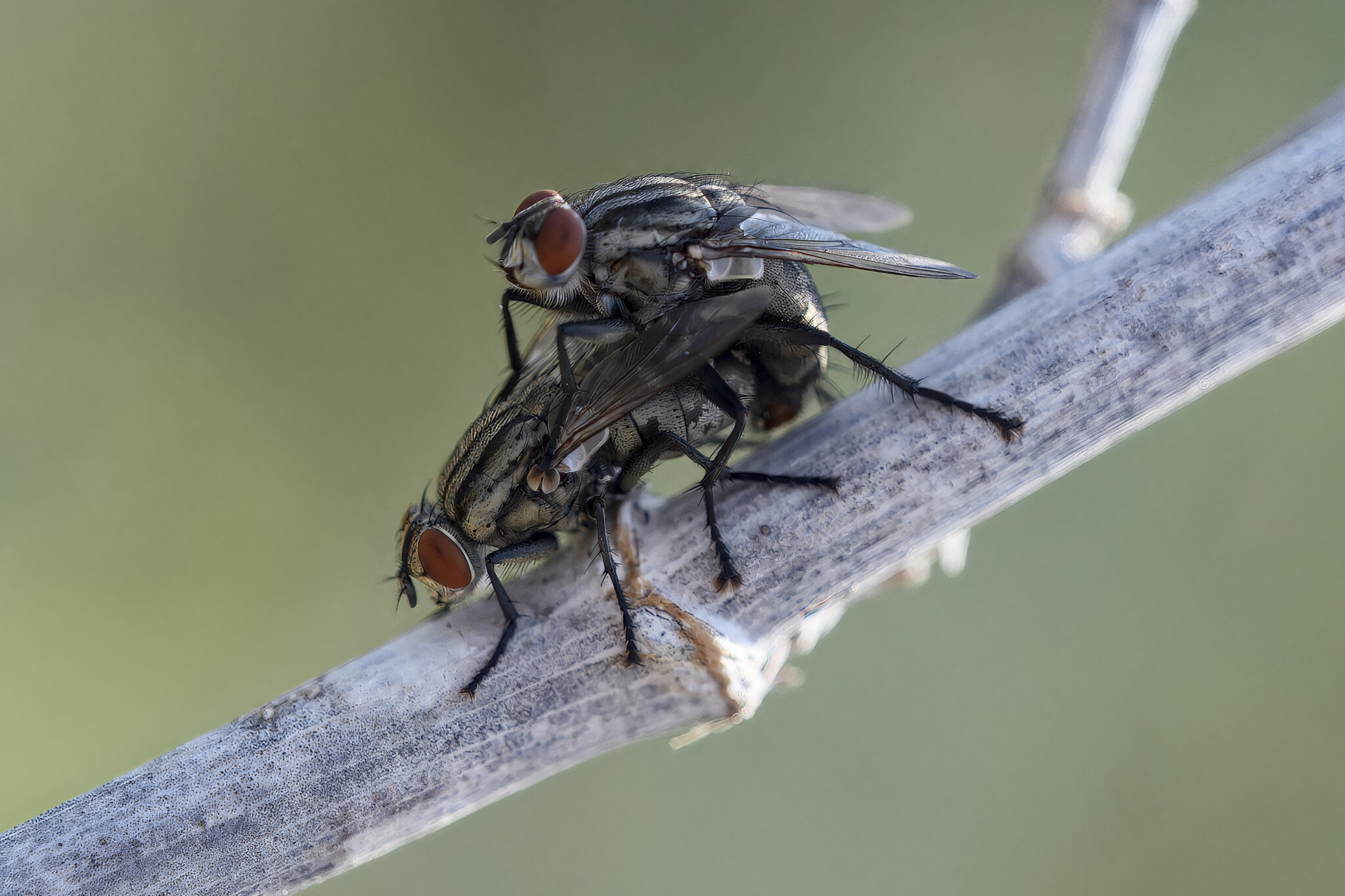 Sarcophaga crassipalpis